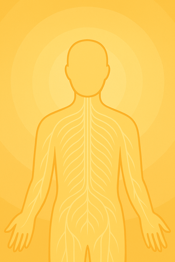 Das aktuelle Bild hat keinen Alternativtext. Der Dateiname ist: Nervensystem-1-e1758087021340.png